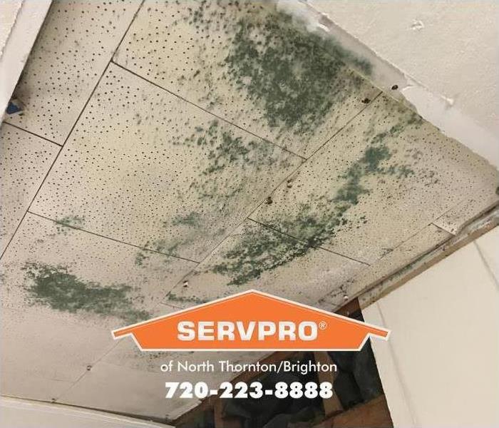 mold growth on ceiling. 