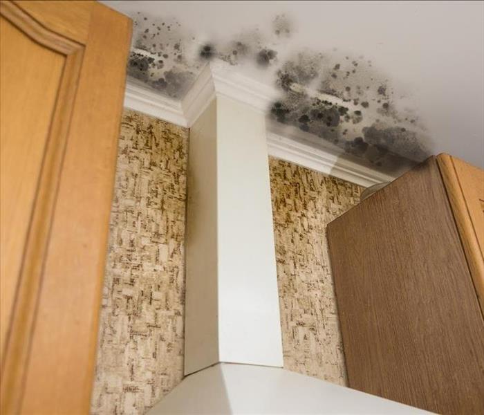 Black mold growth on ceiling
