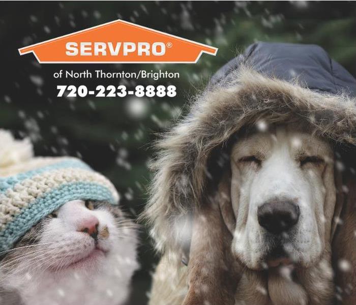 A dog and cat are shown outside in the snow wearing winter hats.